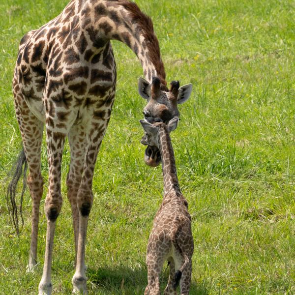 The Wilds Celebrates Birth of Endangered Giraffe Columbus Zoo and